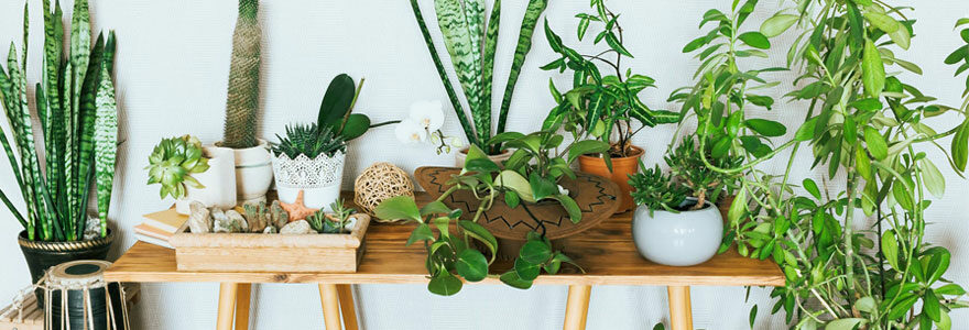 Entretenir vos plantes d’intérieur