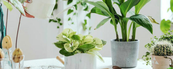 Offrir des plantes vertes