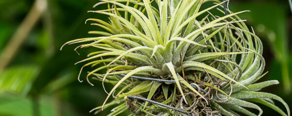 tillandsia