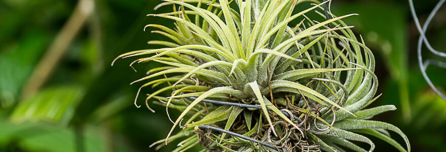 tillandsia